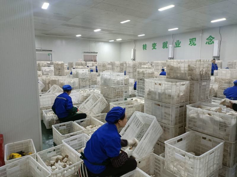 杏鲍菇杏鲍片大片杏鲍菇下单前请咨询运费