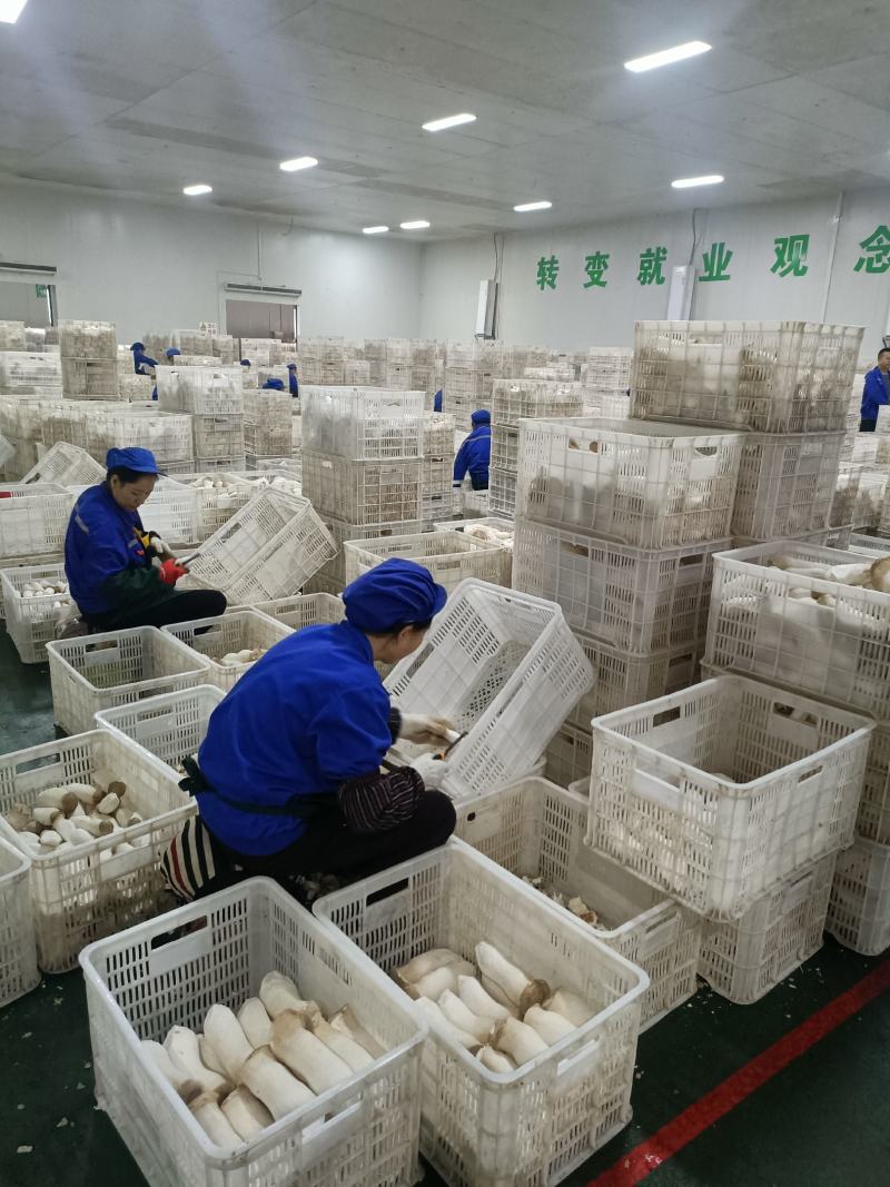 杏鲍菇杏鲍片大片杏鲍菇下单前请咨询运费