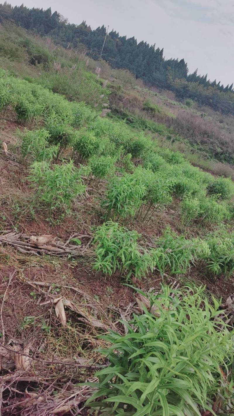 南充精品多花黄精，产地直发，保质保量，欢迎老板选购