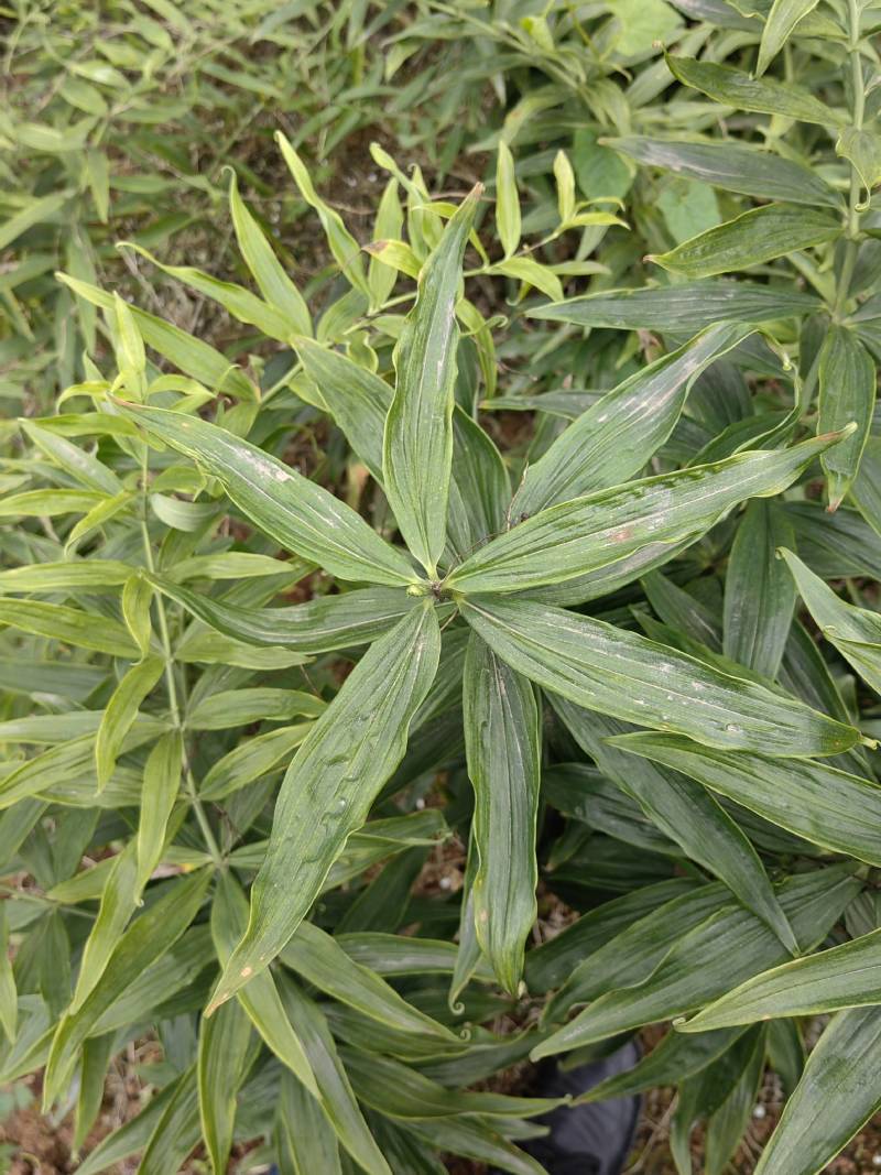 南充精品多花黄精，产地直发，保质保量，欢迎老板选购