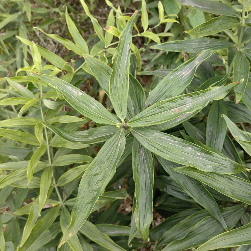 南充精品多花黄精，产地直发，保质保量，欢迎老板选购
