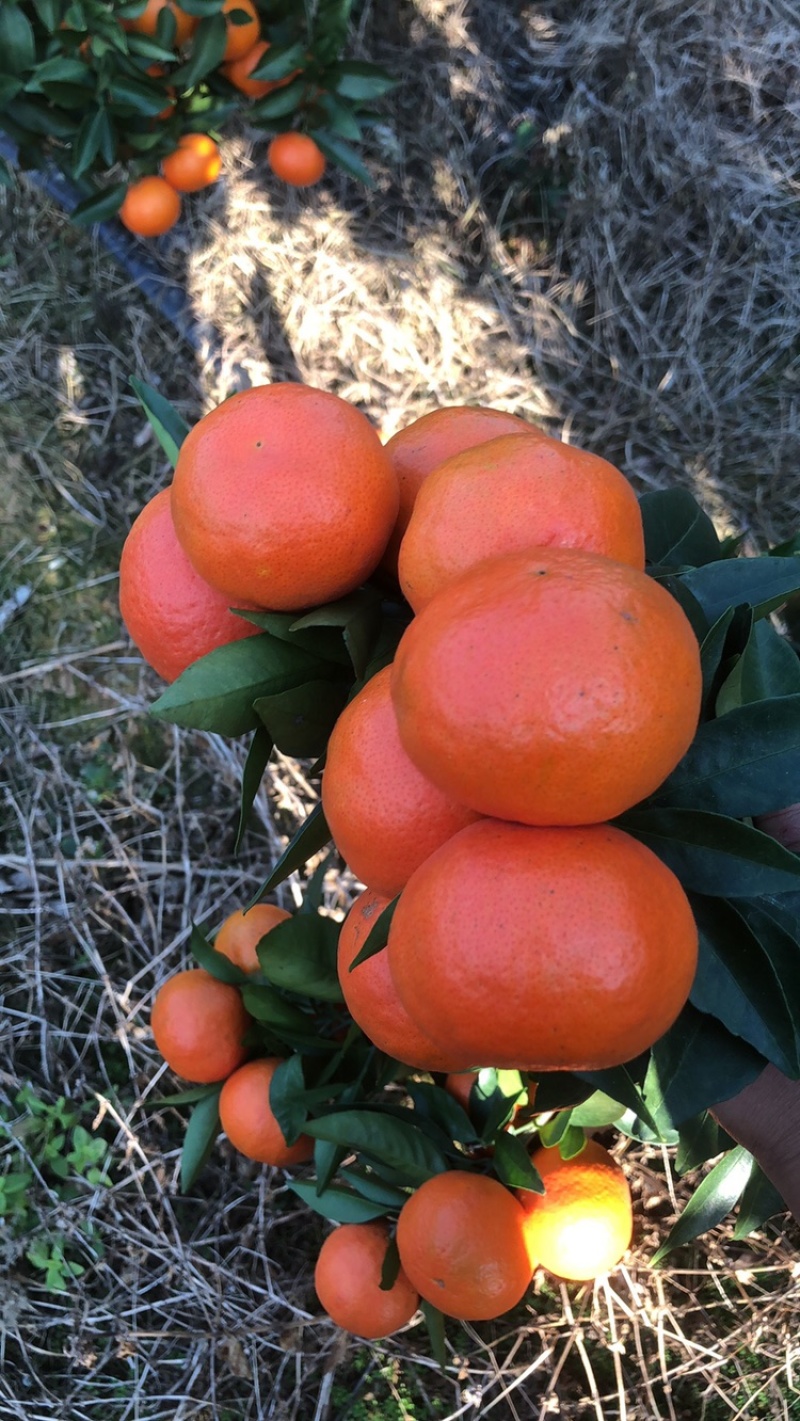 东方红大量有货，价格1.1