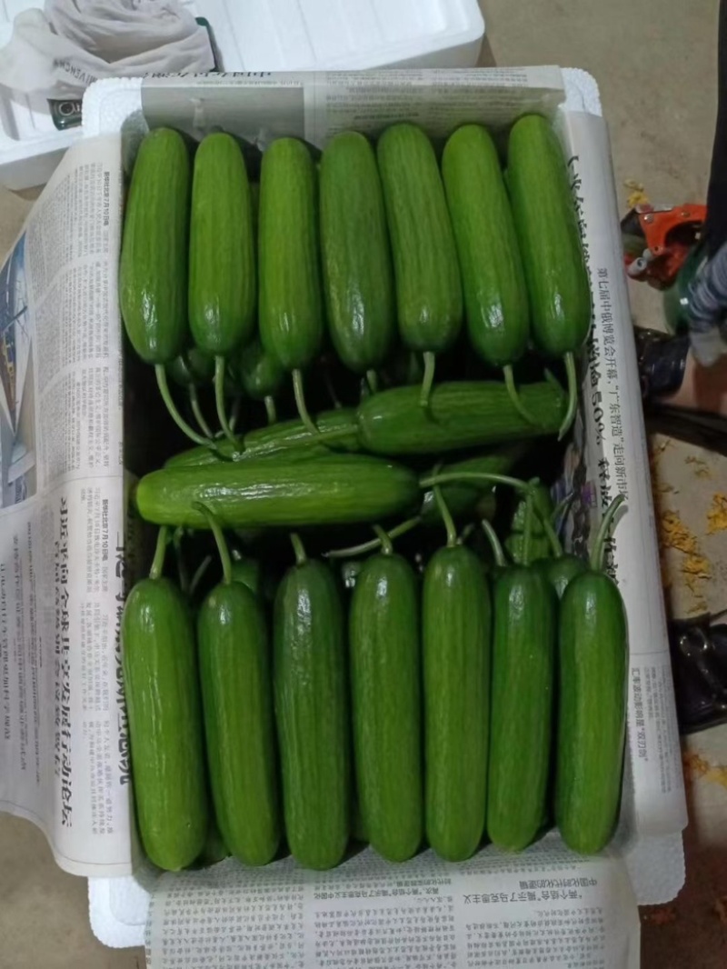 水果黄瓜