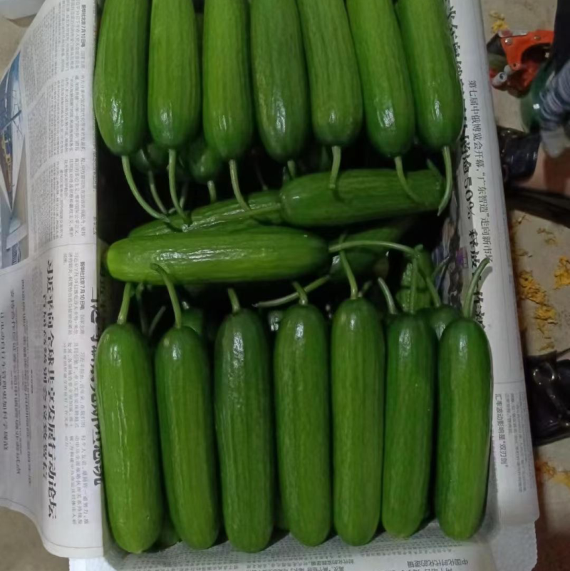 水果黄瓜