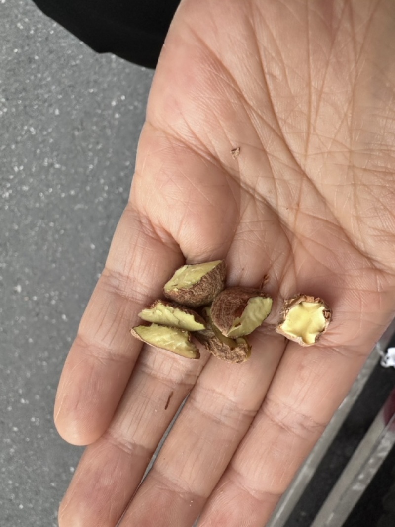高含油野生小茶籽手工精选无杂质出油率高常年供应产地直发