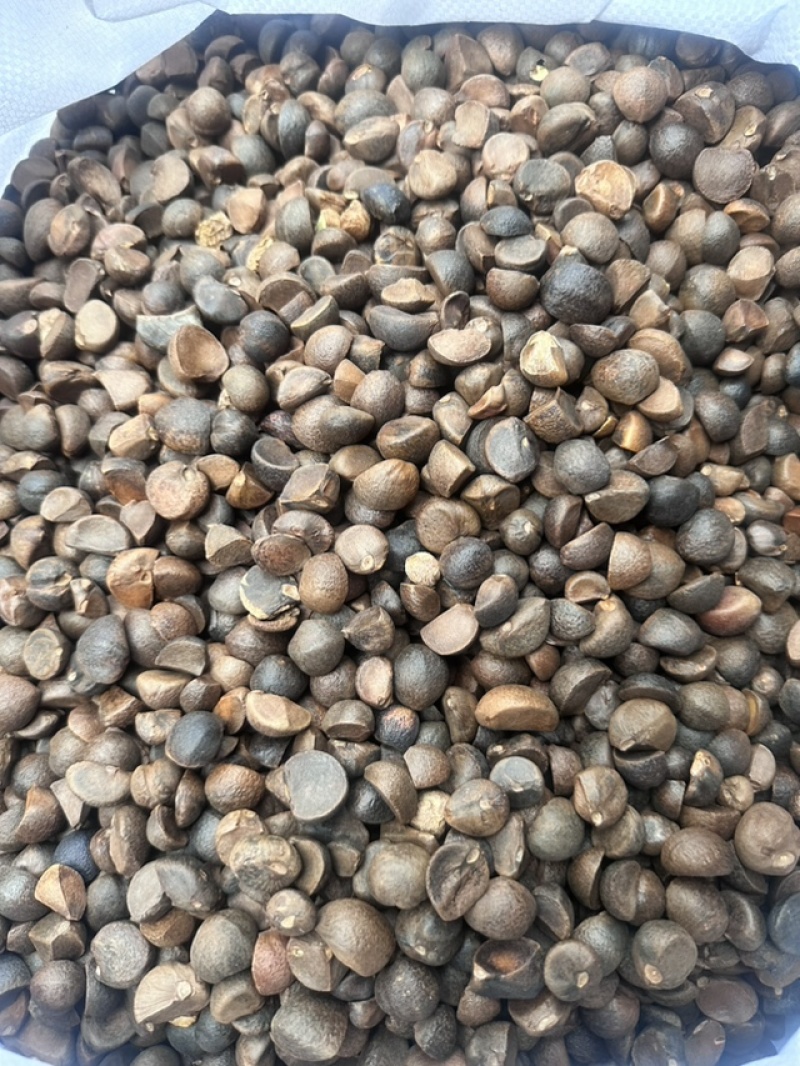 高含油野生小茶籽手工精选无杂质出油率高常年供应产地直发