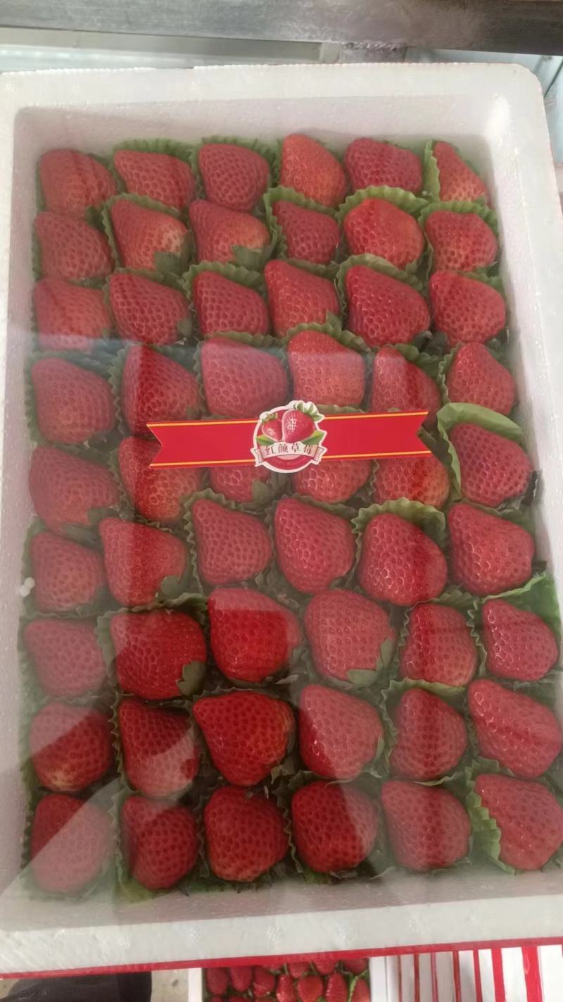 原产地直供万亩红颜草莓一级果奶油草莓大量