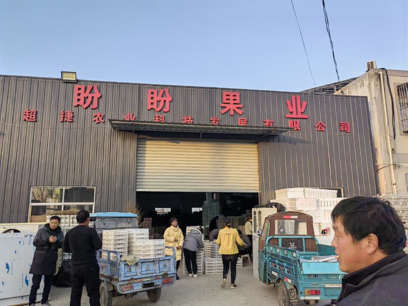 原产地直供万亩红颜草莓一级果奶油草莓大量