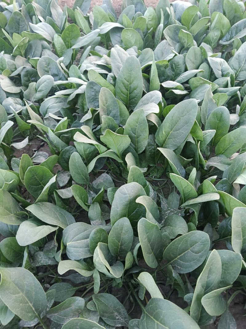 菠菜黑油亮圆叶20~25厘米，需要的联系，上货快，走货