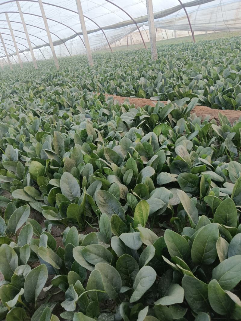 菠菜黑油亮圆叶20~25厘米，需要的联系，上货快，走货