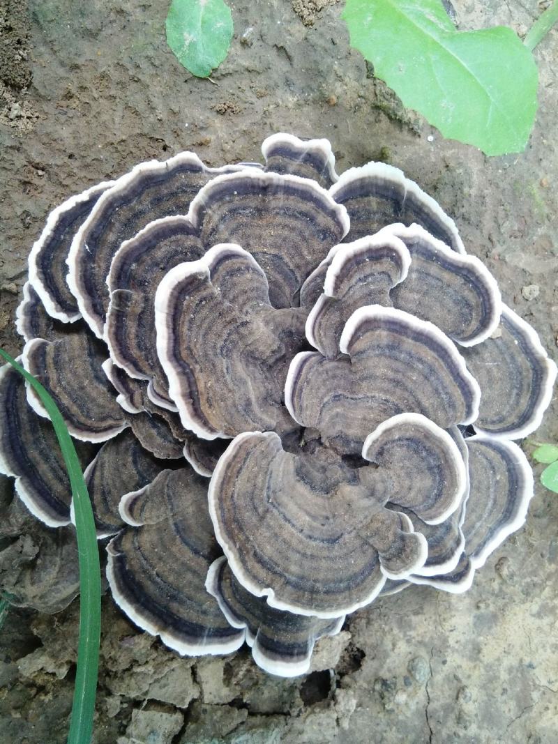 云芝