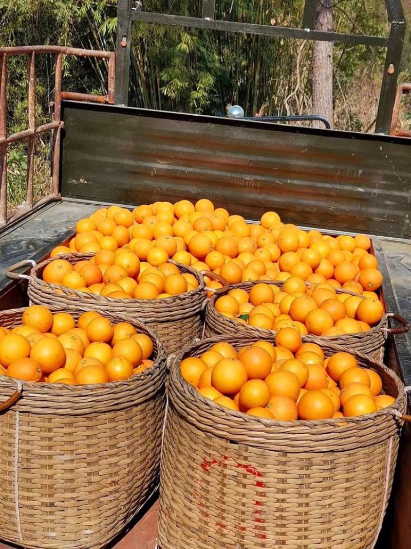 鹿寨蜜橙子蜜香橙新鲜水果广西冰糖橙当季香甜农家果一件代发