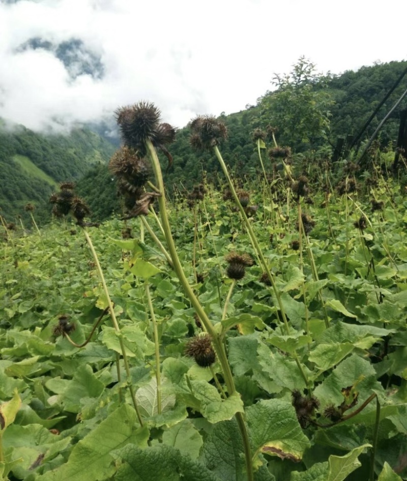 优质云木香种子出芽率高品质保证，欢迎老板电话联系可视频看货