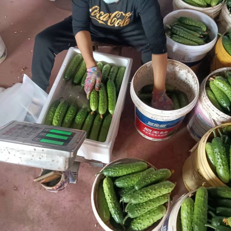 大刺旱黄瓜，本合作社常年代收代办大刺旱黄瓜，水果黄瓜