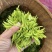 绿茶种子黑茶种子茶树种子出芽率高品质保证欢迎来电