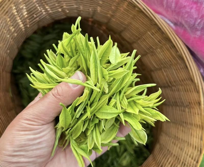 绿茶种子黑茶种子茶树种子出芽率高品质保证欢迎来电