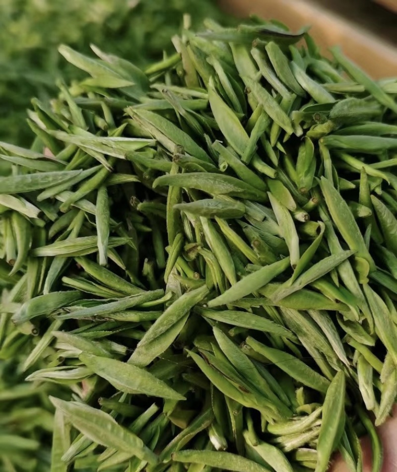 绿茶种子黑茶种子茶树种子出芽率高品质保证欢迎来电
