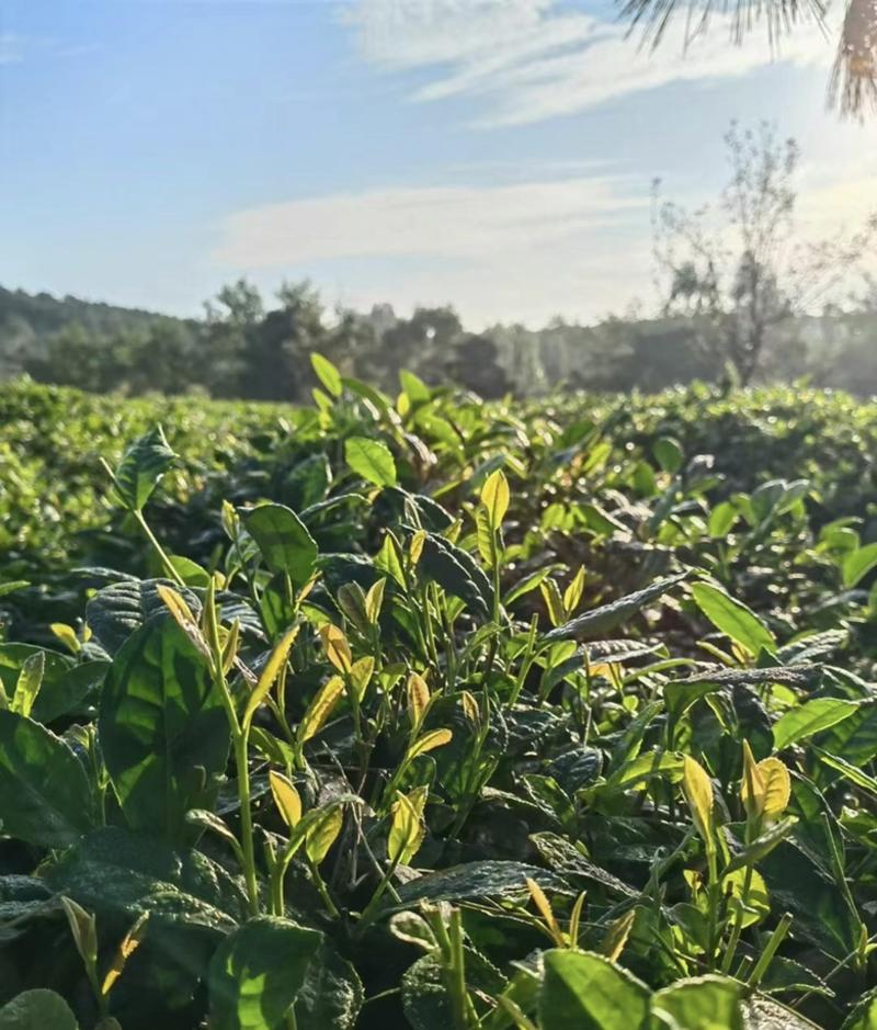 绿茶种子黑茶种子茶树种子出芽率高品质保证欢迎来电