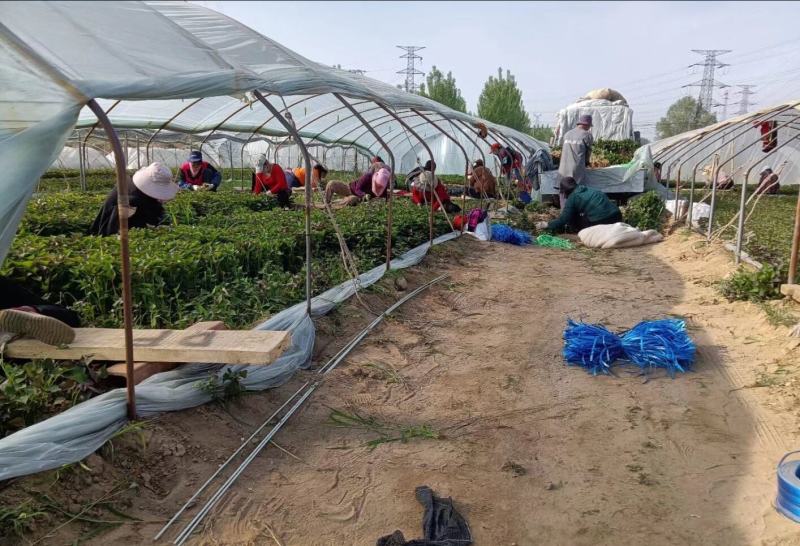 榴莲蜜薯红薯苗蜜薯红薯苗，西瓜红蜜苗哈密板栗薯紫薯