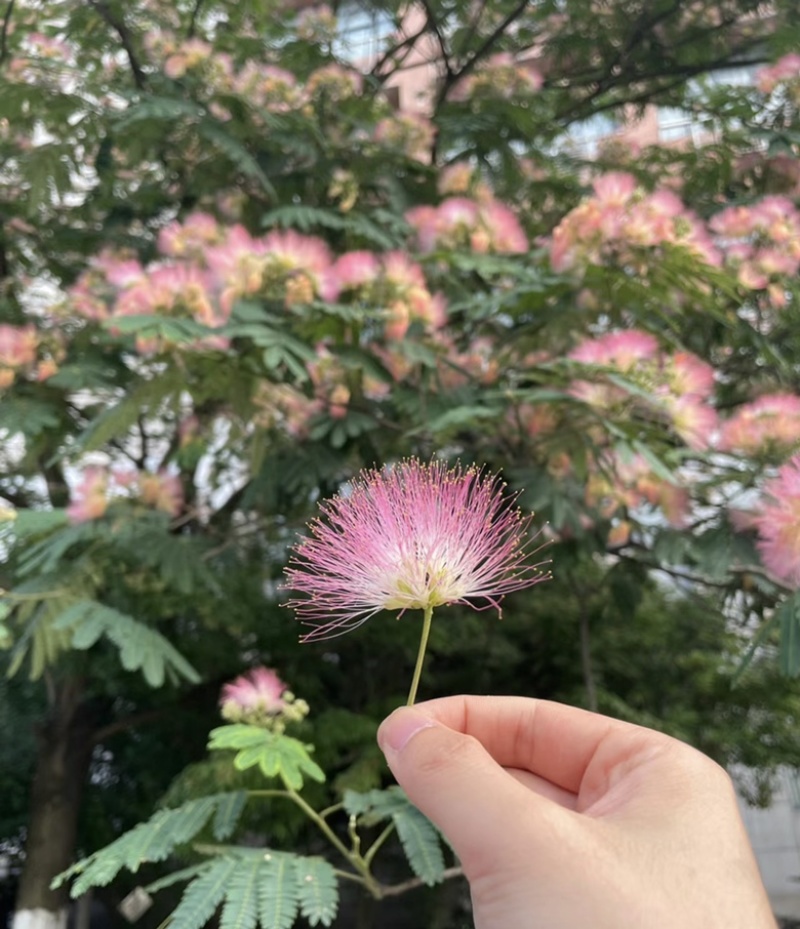 合欢种子红花合欢树种子银合欢种子金合欢种子欢迎老板来电
