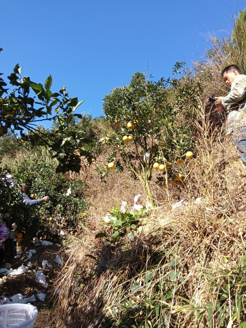 平和产地直发脐橙