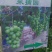果园直发葡萄苗新品种阳光玫瑰/妮娜皇后黑色极香保真品种