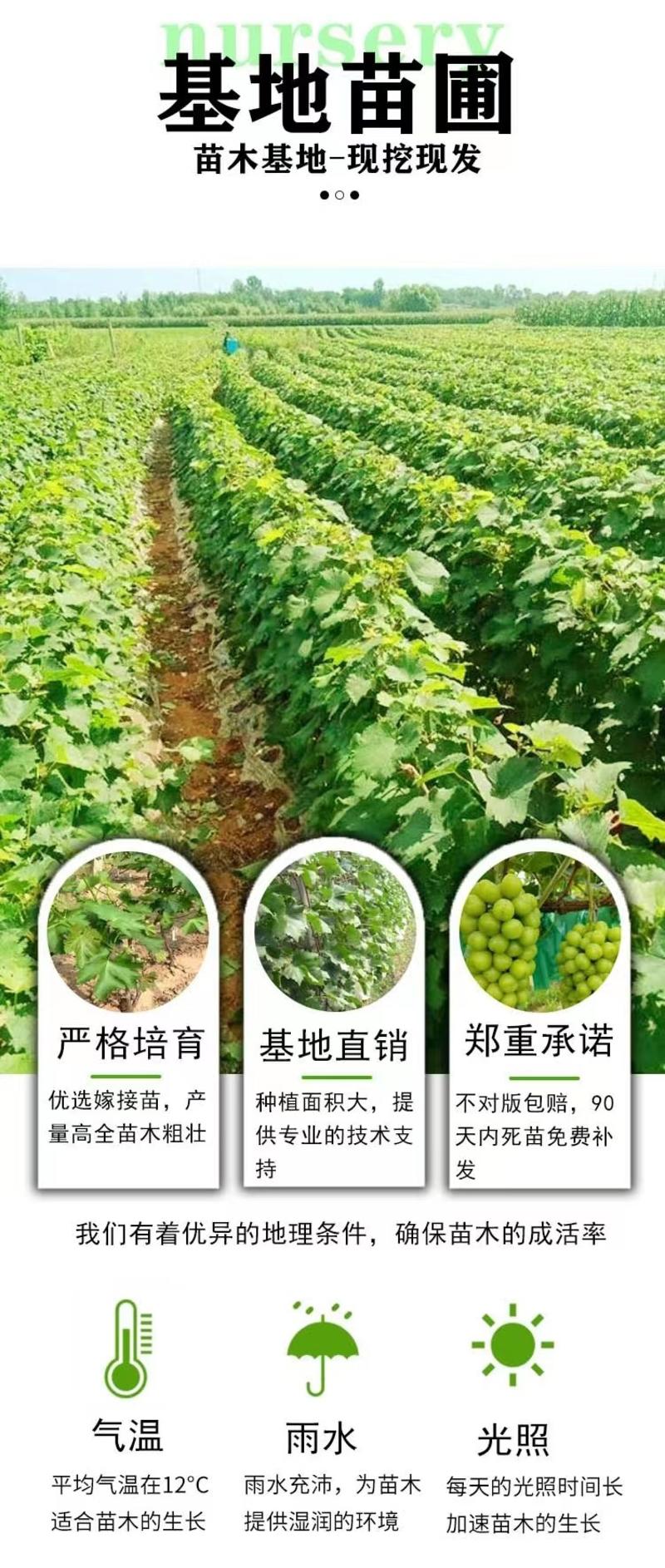 葡萄苗新品种早熟阳光玫瑰/妮娜皇后/黑色极香包品种成活率