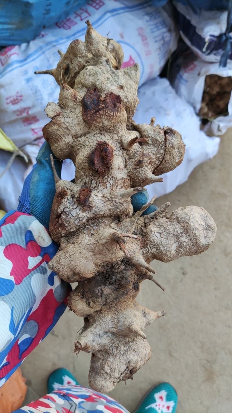 江西深山野生红肉金刚藤(菝葜)鲜货趁鲜切制干片，大货供应