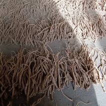 潞党参种植外卖