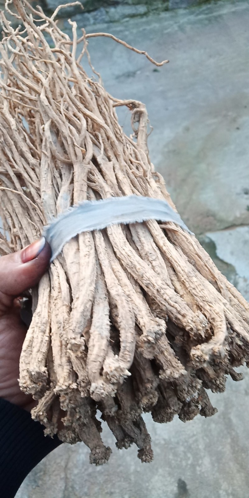潞党参种植外卖
