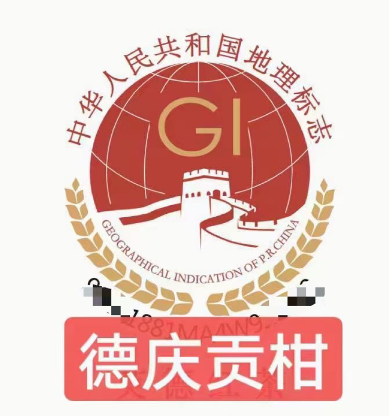 德庆皇帝柑贡柑老树