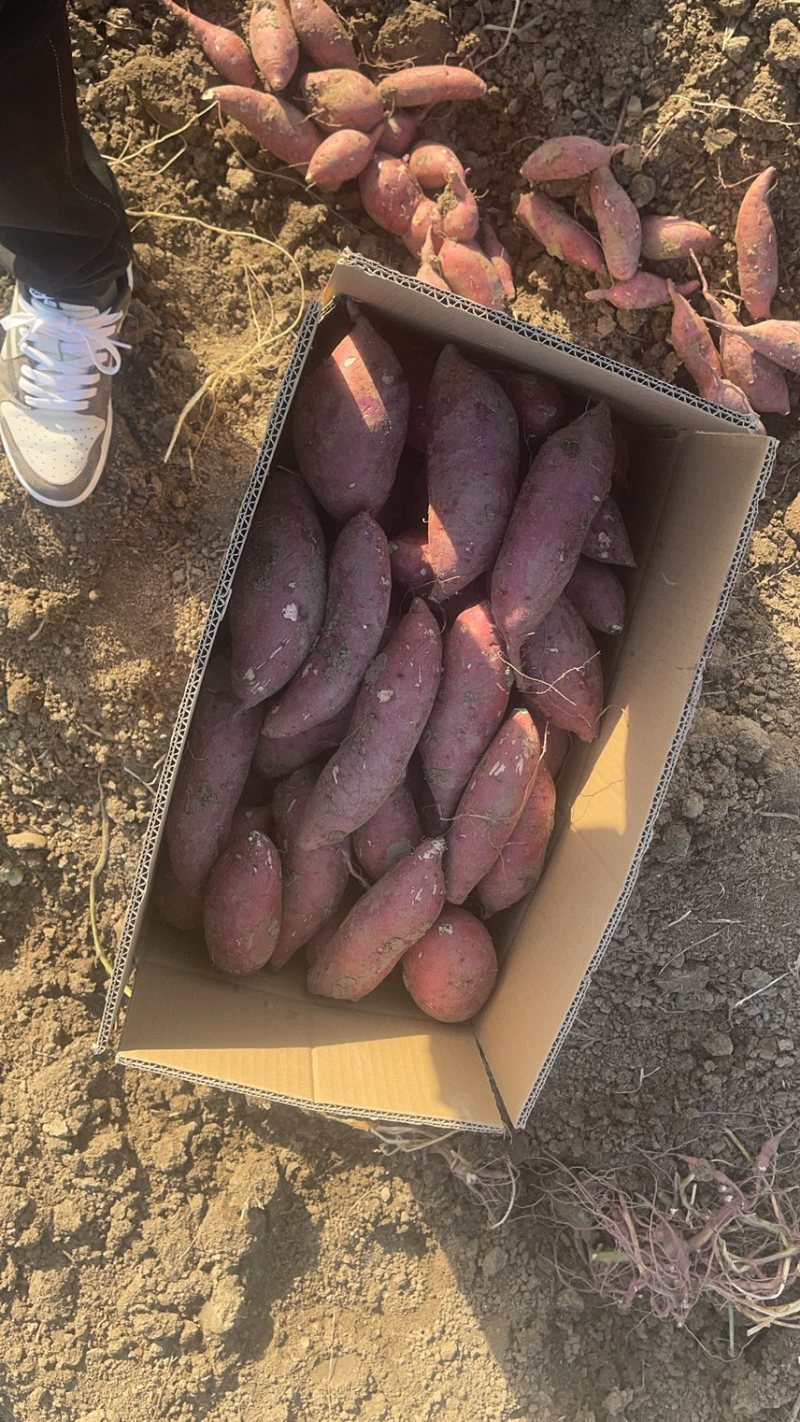 商薯19精品市场支持各种包装