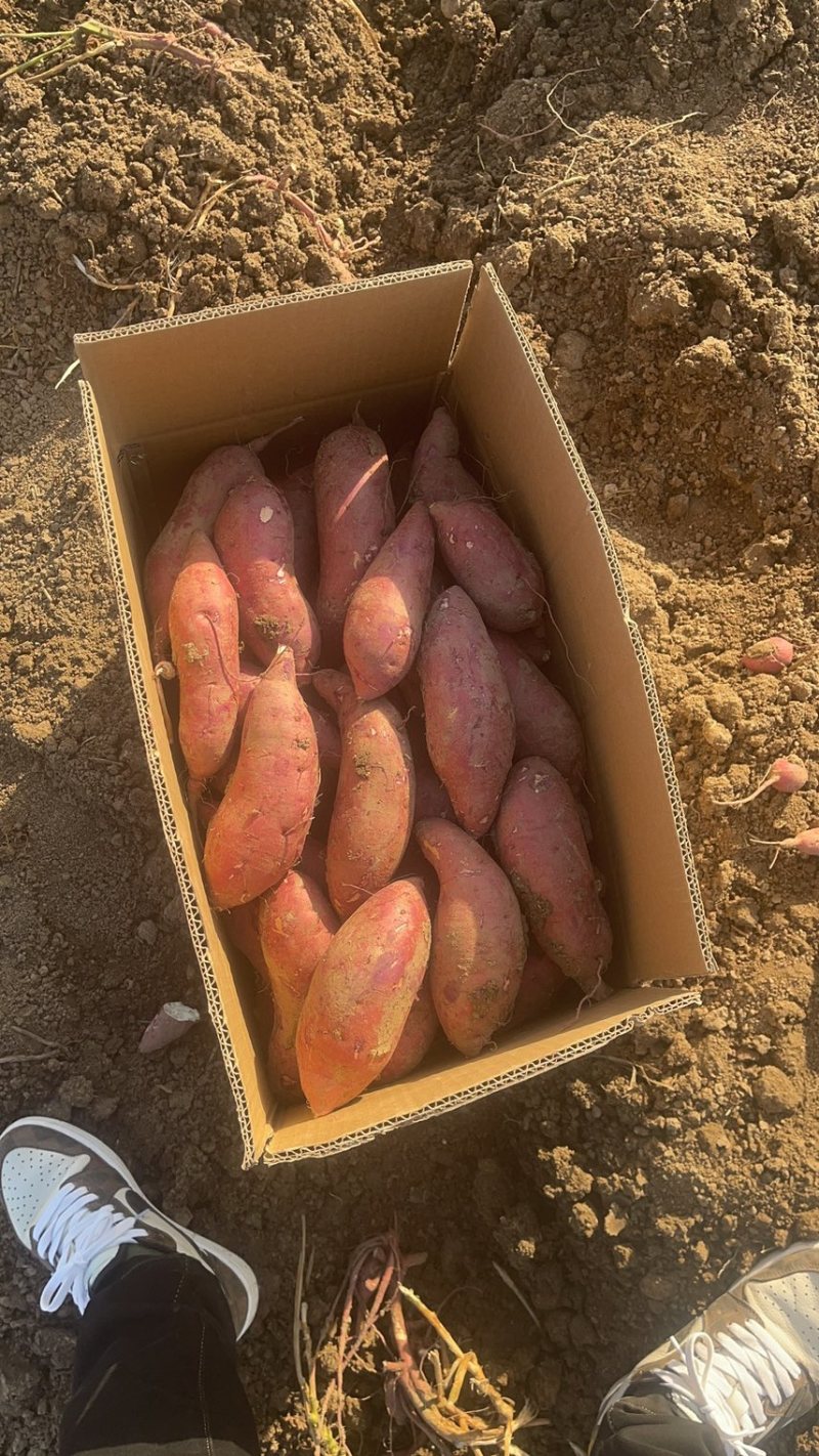 商薯19精品市场支持各种包装