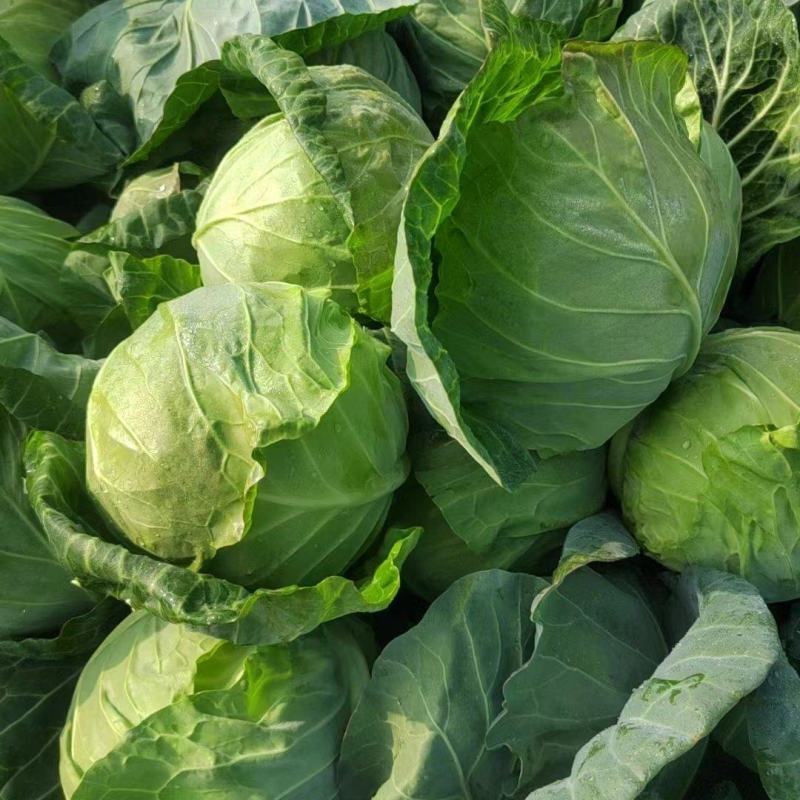 【实力推荐】湖北精品甘蓝已大量上市。欢迎各地客商前来选购