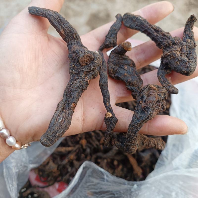 纯野生黄精无流多花水洗鸡头甜黄精零售批发味好滋补营养你我