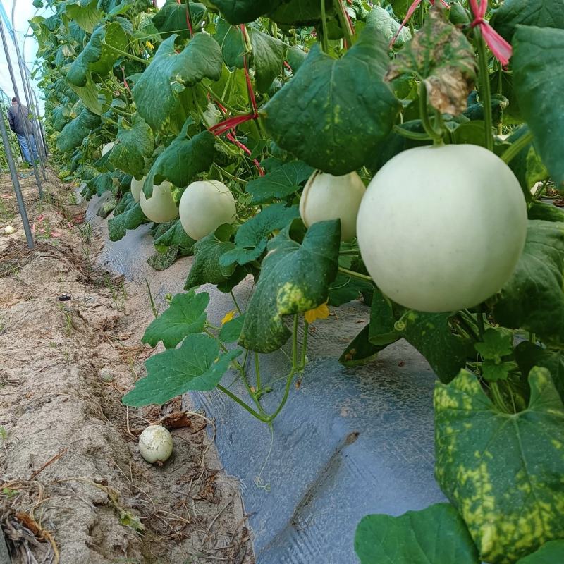 海南玉菇大量上市，承接电超一件代发及市场供货等