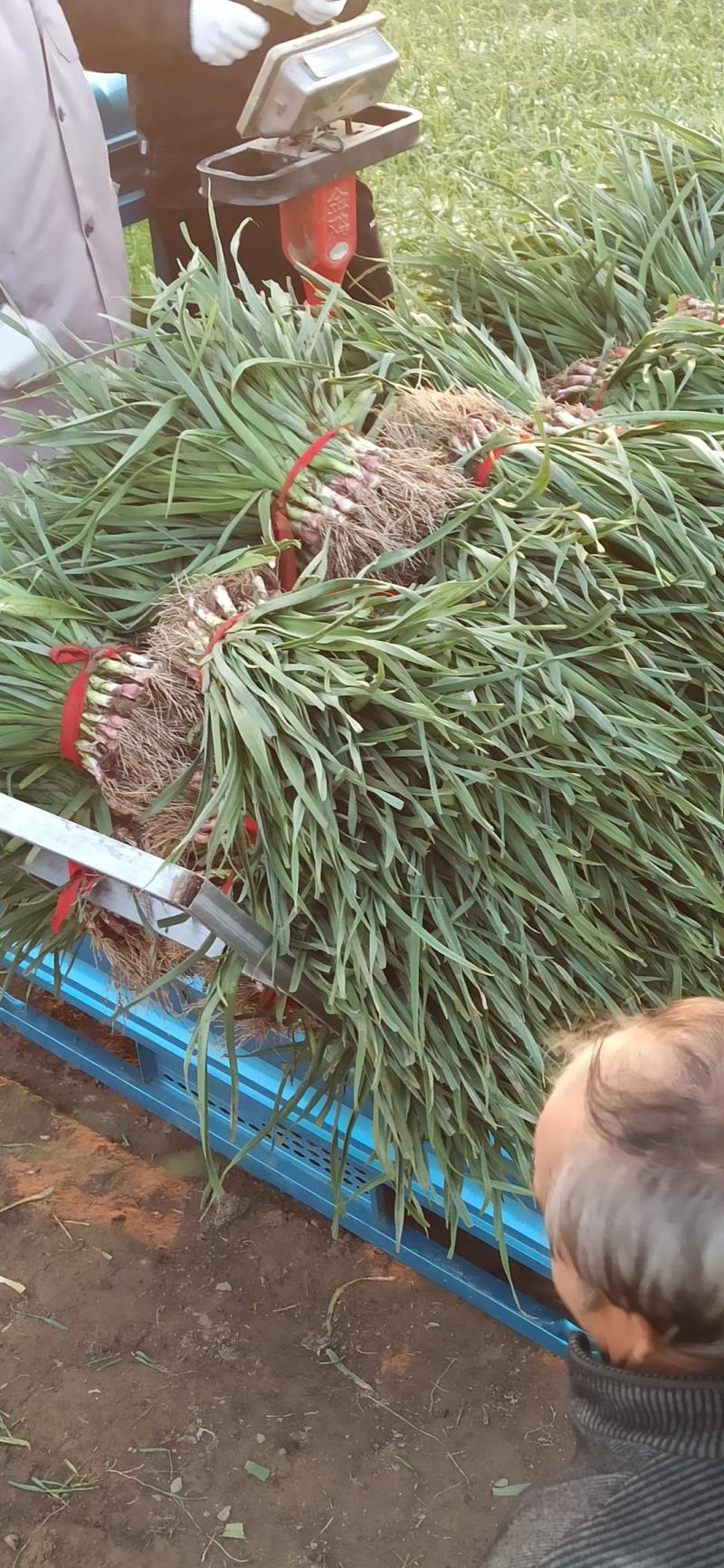江苏丰县陆地大棚红根蒜苗大量上市
