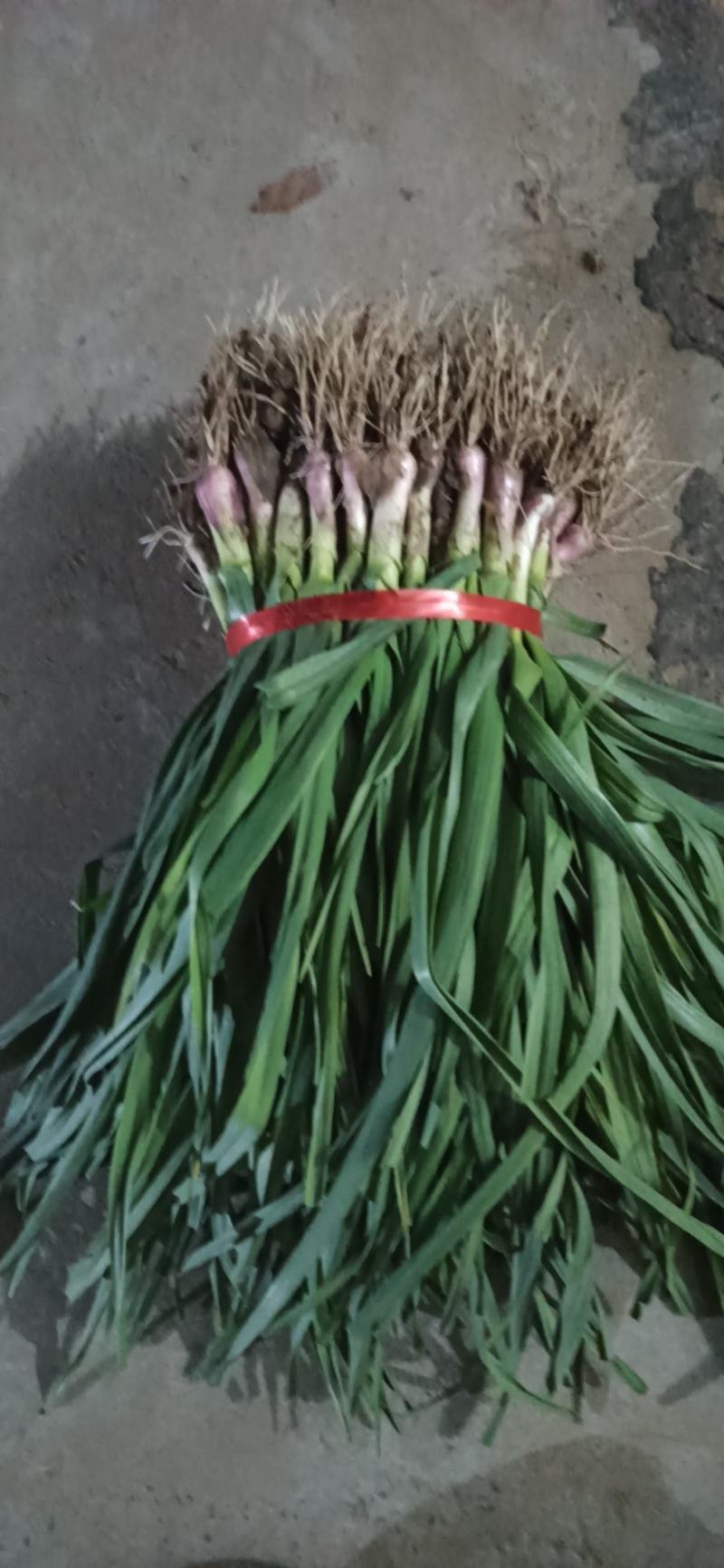 江苏丰县陆地大棚红根蒜苗大量上市