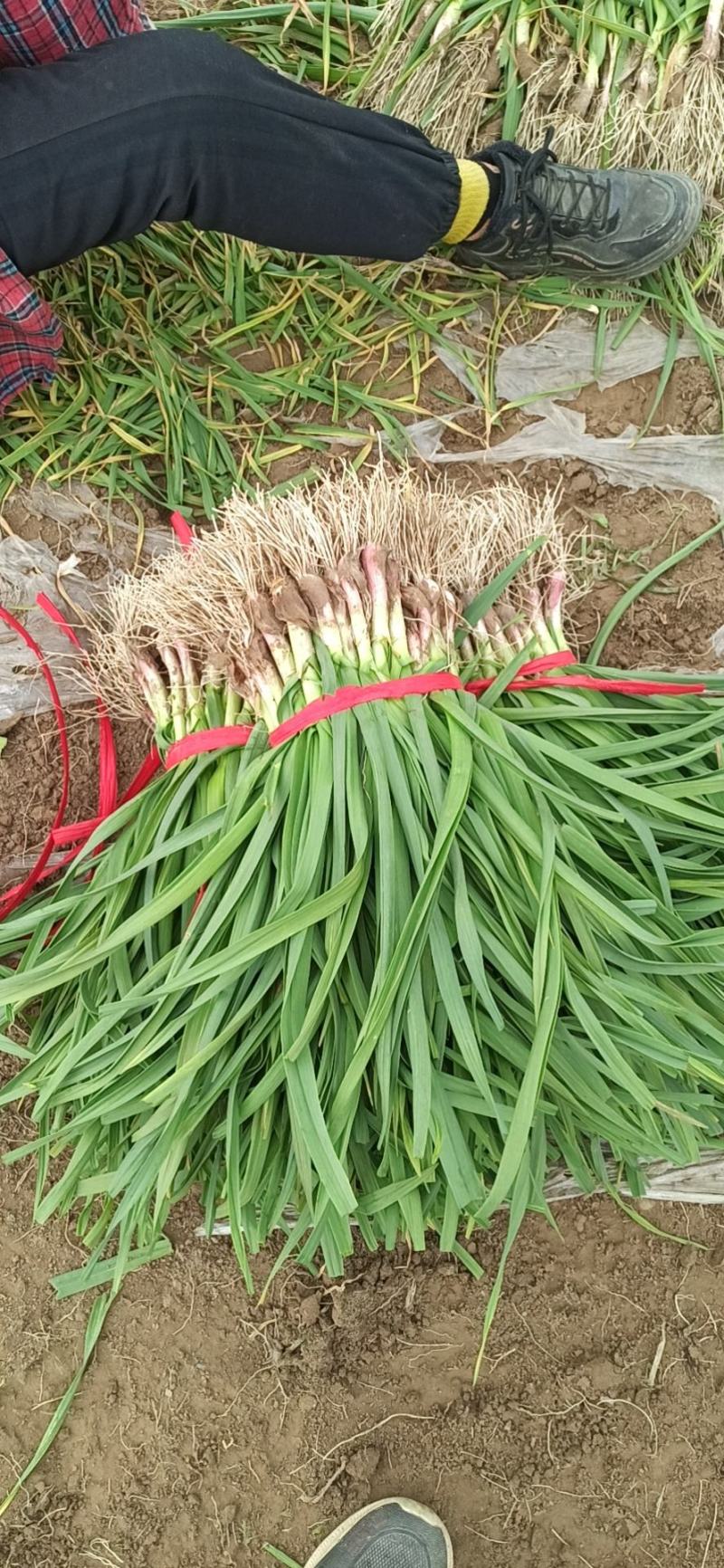 江苏丰县陆地大棚红根蒜苗大量上市