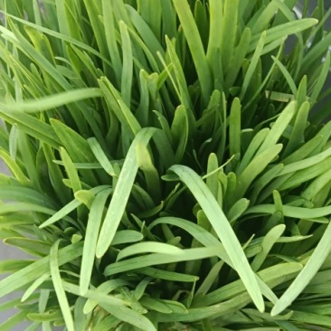 大棚韭菜货源充足要的联系