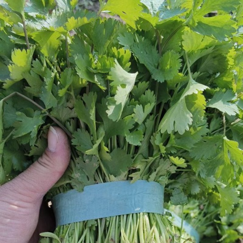 香菜货源充足需的联系我