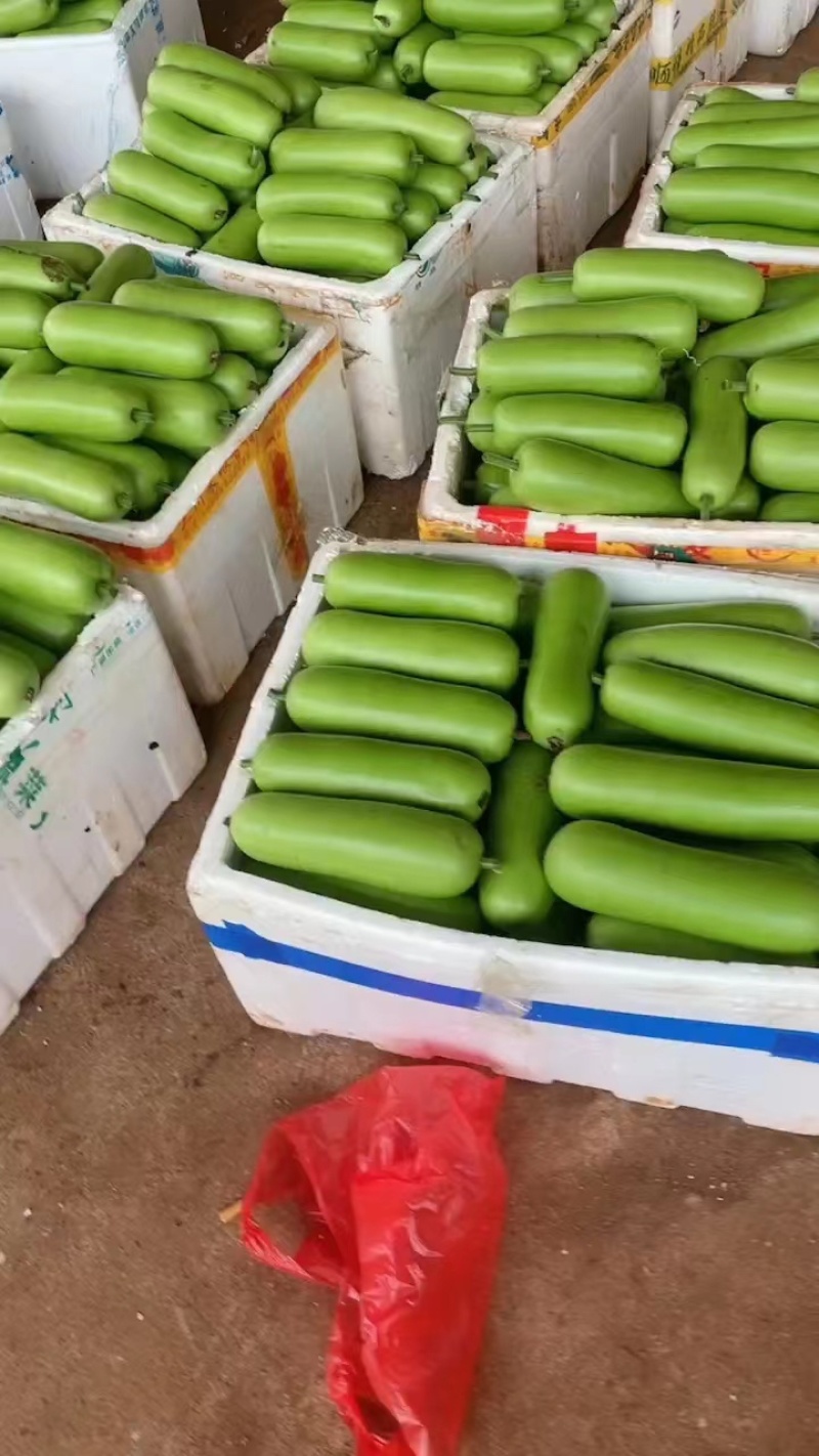 （靓货）广东精选瓠瓜全国发货大量货源，品质保证欢迎采购