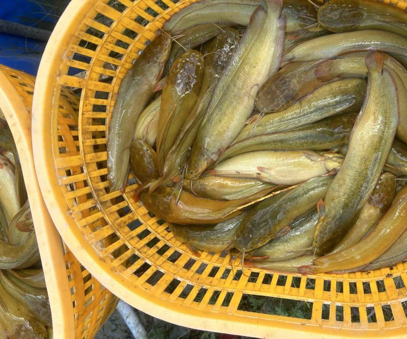 三黄杂交塘角鱼(土杀)