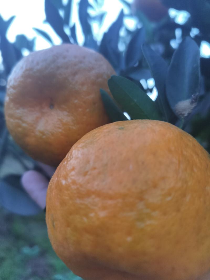 椪柑