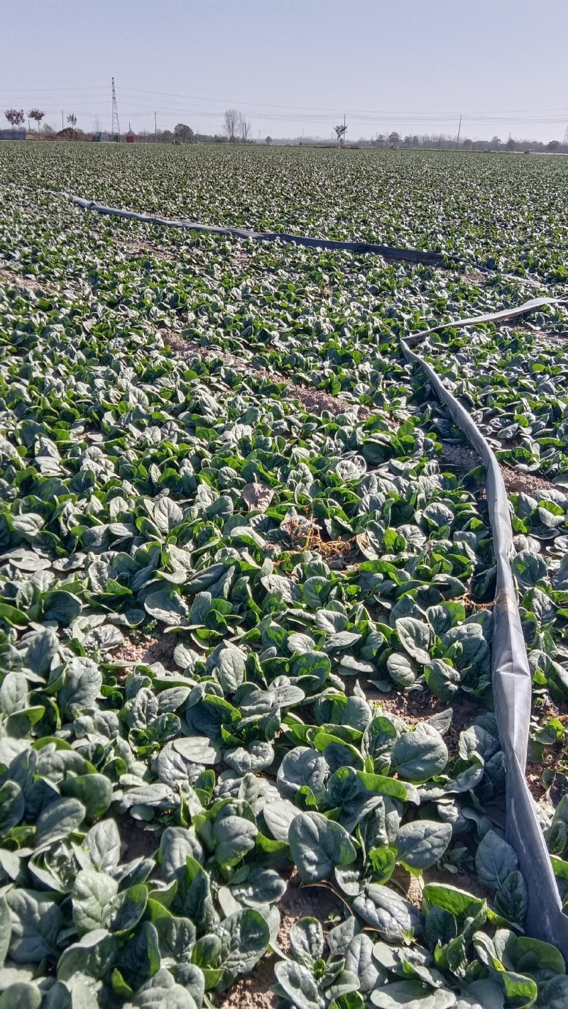 菠菜【河南开封通许万亩基地直供高质量高标准】