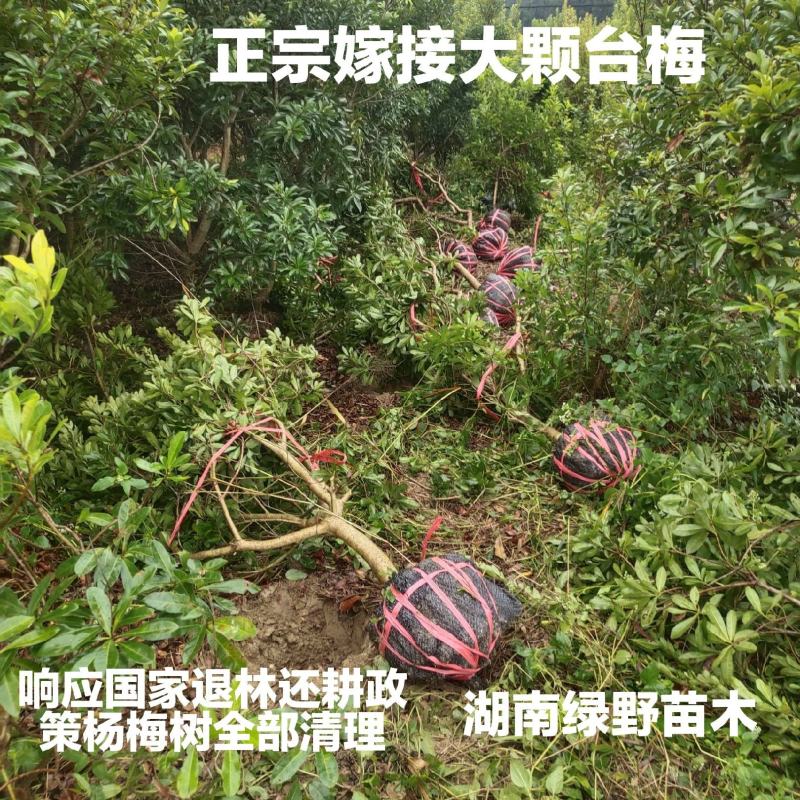 亏本处理正宗嫁接杨梅树大颗台梅乌梅3-12公分带土球