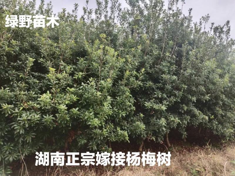 亏本处理正宗嫁接杨梅树大颗台梅乌梅3-12公分带土球