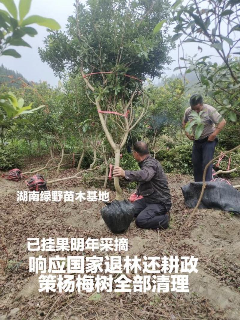亏本处理正宗嫁接杨梅树大颗台梅乌梅3-12公分带土球
