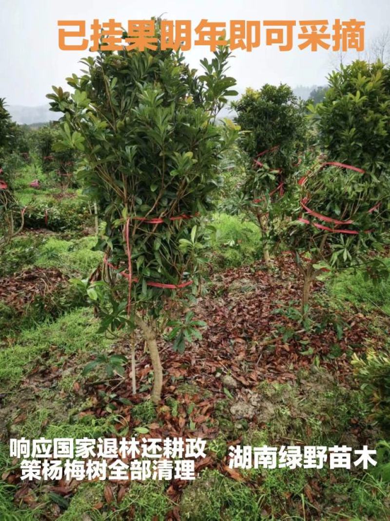 亏本处理正宗嫁接杨梅树大颗台梅乌梅3-12公分带土球