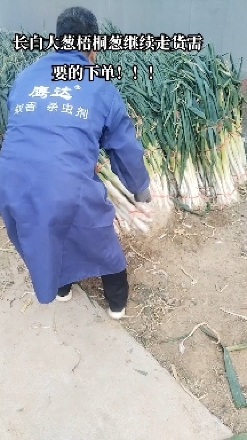 山东安丘供应长白大葱章丘大葱社会笨葱梧桐葱